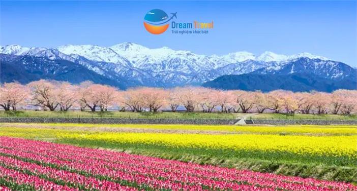 Tour Nhật Bản Thiết Kế Đặc Biệt 2026: Bộ Tứ Mùa Xuân